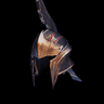 Kushala Glare β